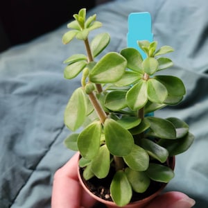 Belly Button Peperomia Plant - Peperomia Verticillata - 2.5" Pot - Etsy  Sweden
