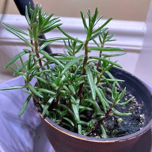 David added a photo of their purchase