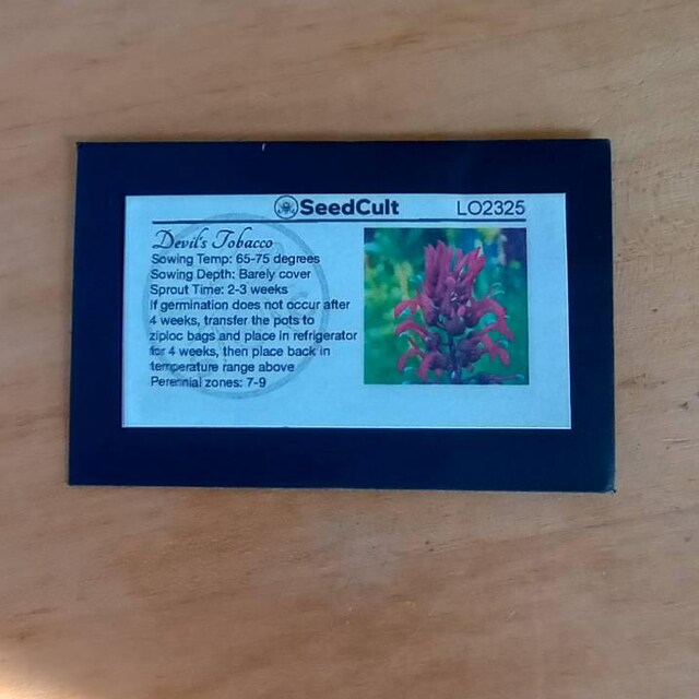 devil's tobacco Lobelia tupa Dan Tobacco Devil's Holiday (sku: