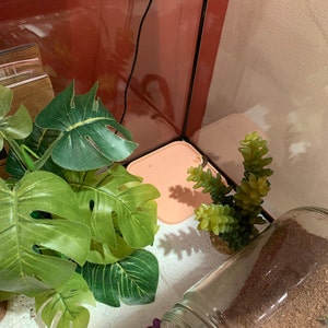 leopard gecko litter box