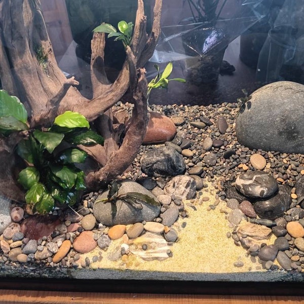 Mexican Beach Pebbles Mix. River Rock Aquarium Substrate Great for Fish ...