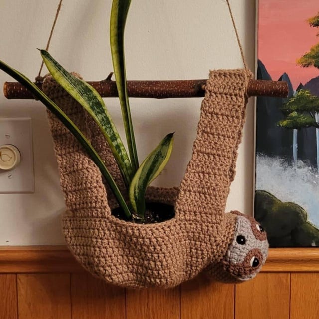 buy big snake plant Sansevieria Cleopatra Big – Succulentasia