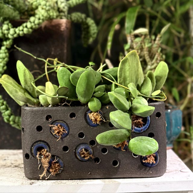 ディスキディア・メジャー - Etsy 日本