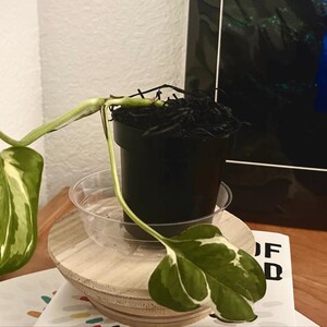 Epipremnum Aureum Glacier - Rare Pothos Variety - Variegated Mini