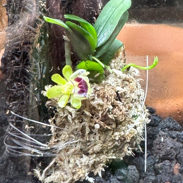 Mounted Orchid - Haraella Retrocalla - Miniature Orchid Plant