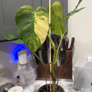 Shamikah added a photo of their purchase