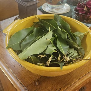 Fresh Green Jamun Leaves -organic Leaves Picked 10 Min Before
