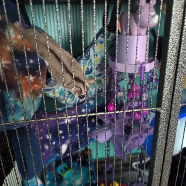 Ready to Ship/8 Piece Sugar Glider Cage Set/rainbow Candy /sugar Glider ... - Sugar Glider Cage Shiny Objects