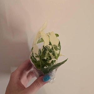 Daphne added a photo of their purchase