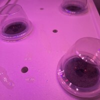 25 White Raspberry Seeds-1277 - Etsy