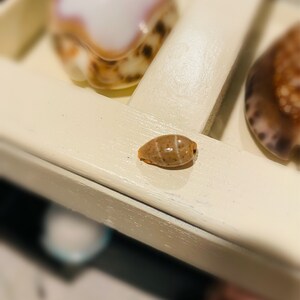 Shell Bits & Pieces Shards Beach Sand Tiny Little Shells for - Etsy