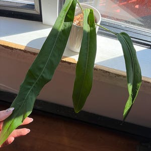 Elybeth added a photo of their purchase