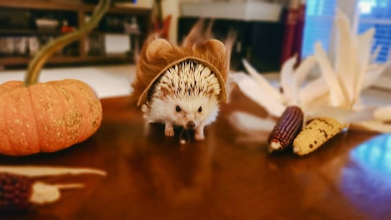 Customer photo of a pet with the Lion dark mane halloween costume for small pet