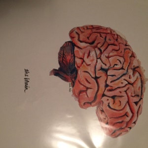 The Human Brain, Sagittal View Watercolor Print Unframed