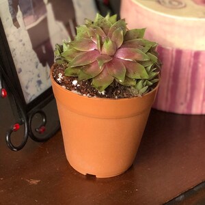 Stef added a photo of their purchase