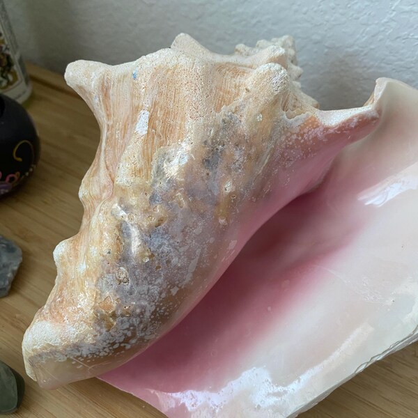 Pink Conch Shell Turtle BAHAMA PINK CONCH Shell *all Sizes* Natural Upcycled Sustainable ...