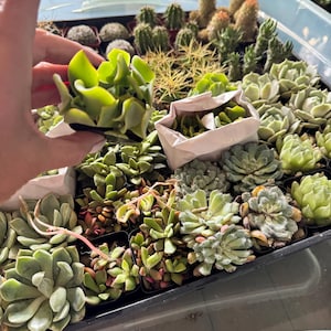 Angela added a photo of their purchase