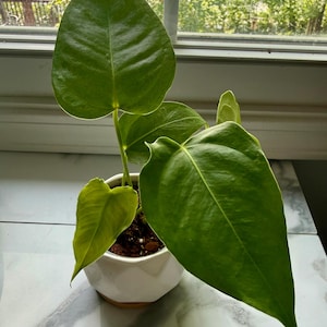 Julie added a photo of their purchase
