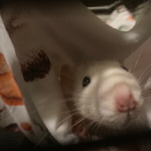 Emily heeft een foto van de aankoop toegevoegd