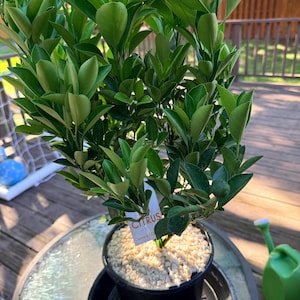 Miriam added a photo of their purchase