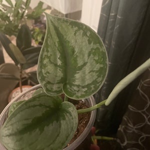 Liz-Beth added a photo of their purchase
