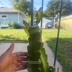 Nijah added a photo of their purchase