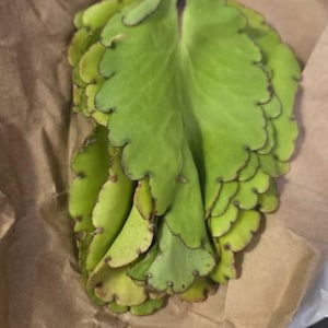 UNDERNEATH lade till en bild av sitt köp