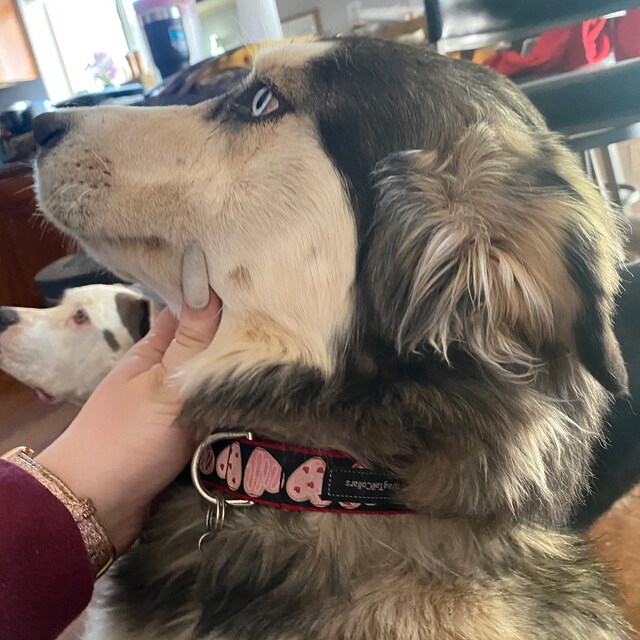 Dog Collars that Are As Unique as Your Fur Baby by WagTailCollars