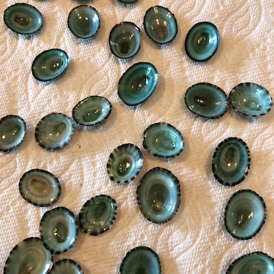 25 to 500 Limpet Shells Seashells Aqua Blue Teal Green Limpet Small ...