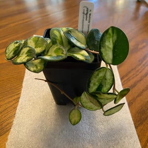 Diane added a photo of their purchase
