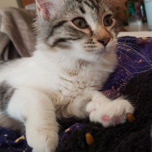 Kitten Suckling Pillow Cover- Blue's Cat Pacifier- Catsifier