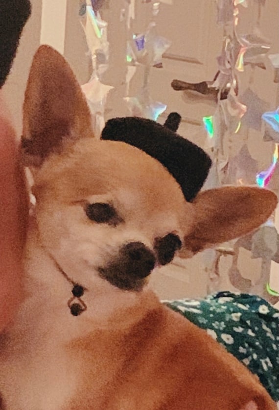 Customer photo of a pet with the Beret Personalized for small pet Raspberry