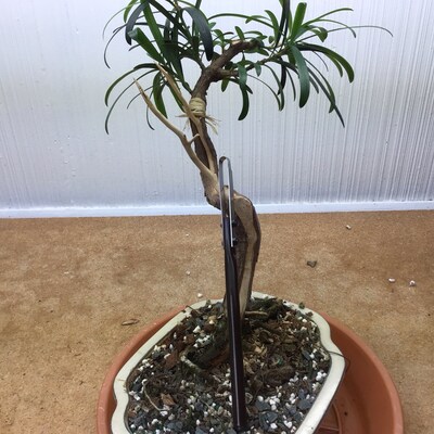 Wazakura Ikenobo Flower Arrangement Scissors - 6.5 Inch Japanese Yasugi Steel Made In Japan