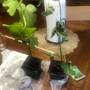 David ha añadido una foto de su compra