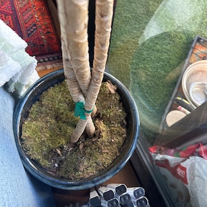 Breezy heeft een foto van zijn/haar aankoop toegevoegd