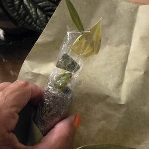 Evelyn added a photo of their purchase