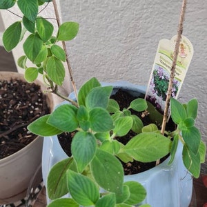 Asha hat ein Foto des gekauften Artikels hinzugefügt