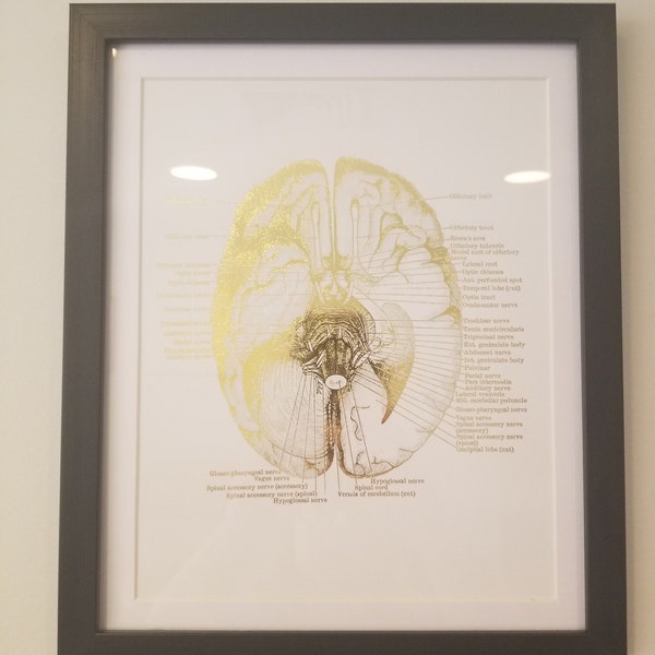 Human Brain Anatomy Medical Student Gift Foil Print - Doctors Office ...