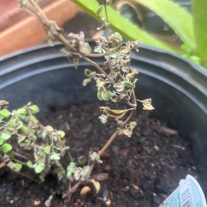 uma added a photo of their purchase