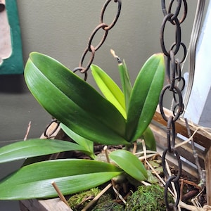 R. added a photo of their purchase