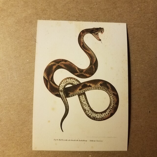 Reptile Print Vintage Snake Art Viper Snake Snake Wall Decor Etsy