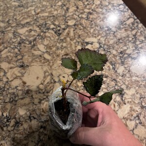 Robert ha añadido una foto de su compra