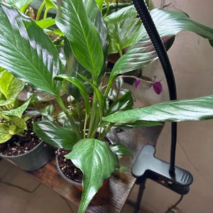 Lesa added a photo of their purchase