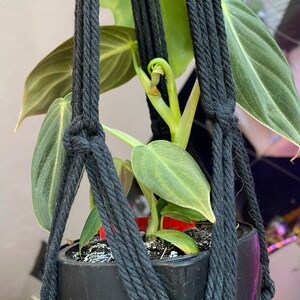 Summer added a photo of their purchase