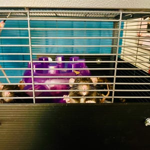 MICHELLE added a photo of their purchase
