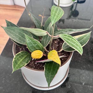 Emily added a photo of their purchase