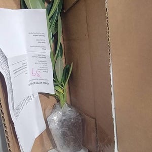 Inactive account added a photo of their purchase