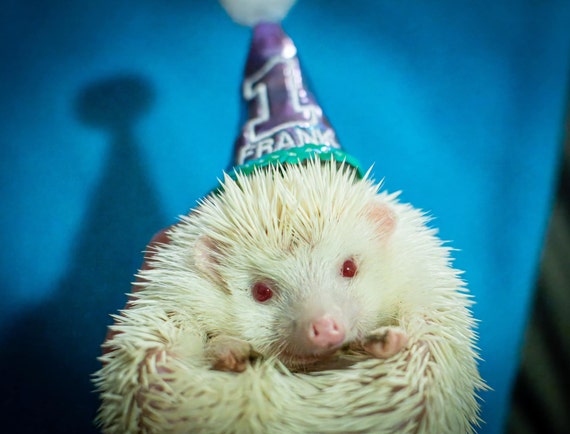 Customer photo of a pet with the First Birthday hat and matching tie or bow