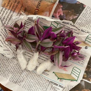 Tradescantia Blossfeldiana Cerinthoides Variegata 