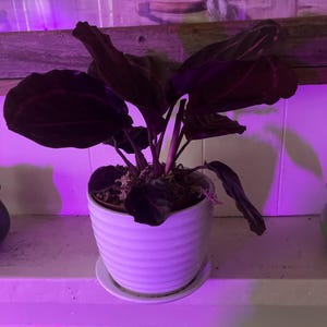 Linda ha aggiunto una foto del proprio acquisto